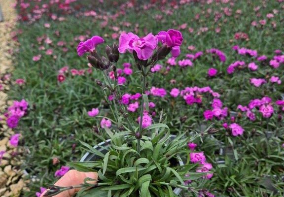 801PER DIANTHUS VIOLET BLUE 801PER DIANTHUS VIOLET BLUE