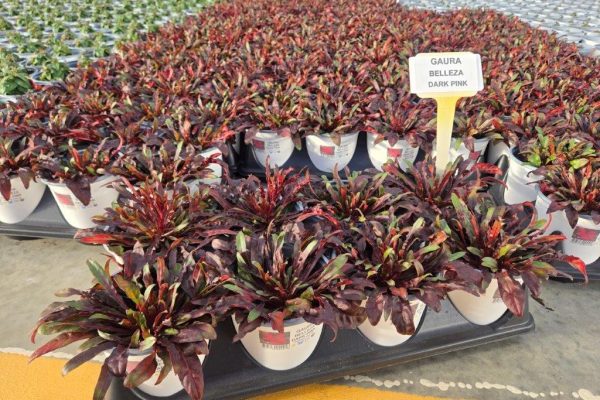 801PER GAURA BELLEZA DARK PINK