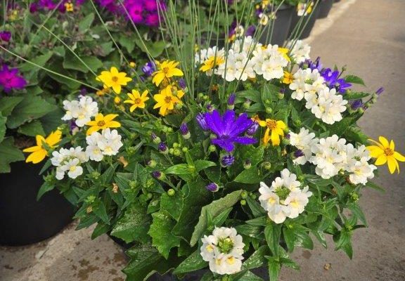 LGRD BLUE CHARME LGRD BLUE CHARME