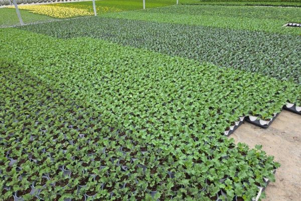 1001 KALE CROP 1001 KALE CROP
