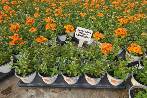 1001 NEMESIA NESIA TANGERINE 1001 NEMESIA NESIA TANGERINE