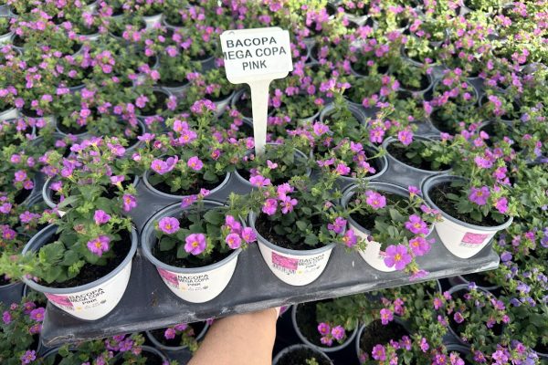 1001ANN BACOPA PINK 1001ANN BACOPA PINK