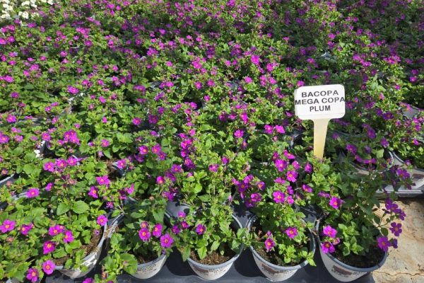 1001ANN BACOPA PLUM 1001ANN BACOPA PLUM