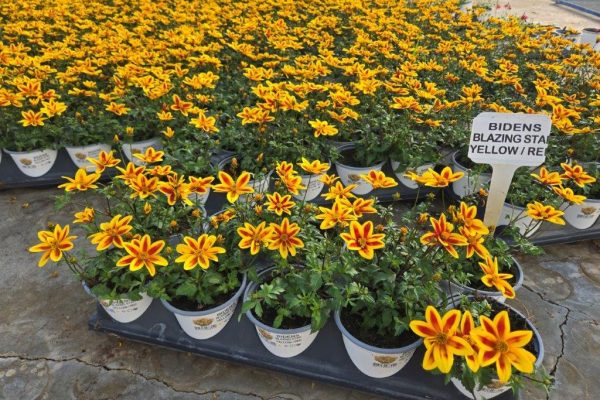 1001ANN BIDENS BLAZING STAR 1001ANN BIDENS BLAZING STAR