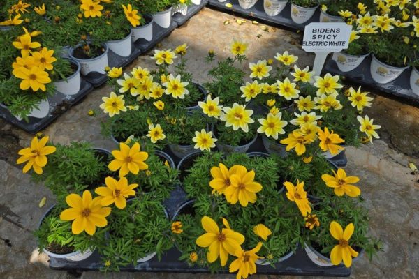 1001ANN BIDENS POPSTARS YELLOW & SPICY ELEC WHITE 1001ANN BIDENS POPSTARS YELLOW & SPICY ELEC WHITE