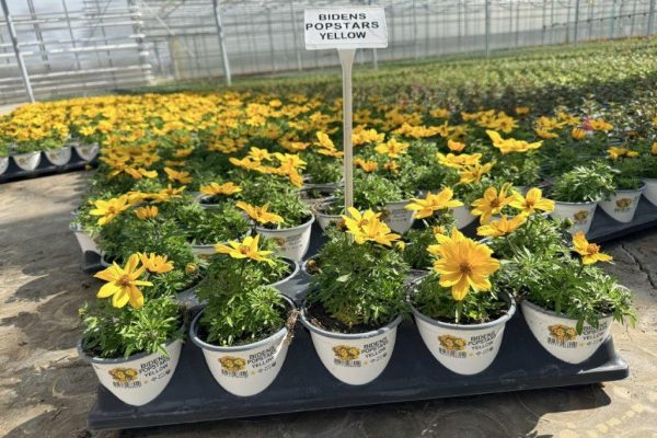 1001ANN BIDENS POPSTARS YELLOW 2 1001ANN BIDENS POPSTARS YELLOW