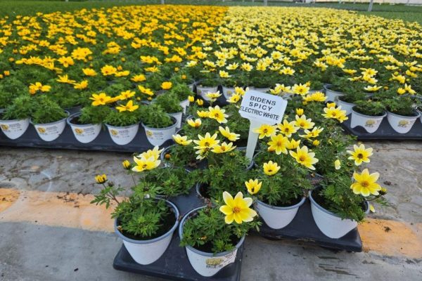 1001ANN BIDENS SPICY ELECTRIC WHITE