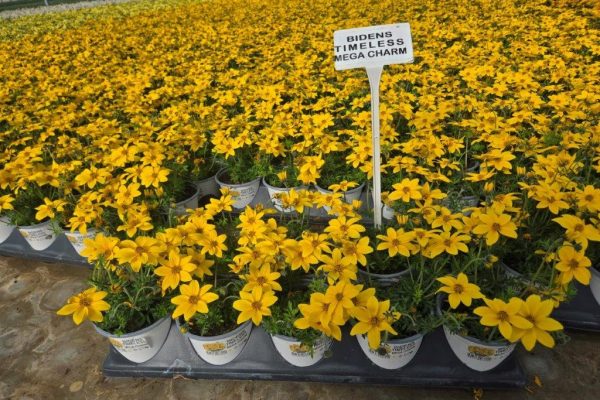 1001ANN BIDENS TIMELESS MEGA CHARM 1001ANN BIDENS TIMELESS MEGA CHARM