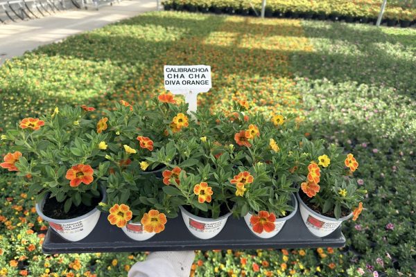 1001ANN CALIBRACHOA DIVA ORANGE 1001ANN CALIBRACHOA DIVA ORANGE