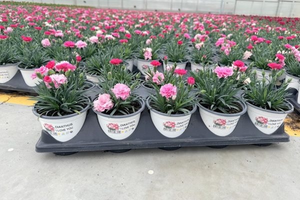 1001ANN DIANTHUS I LOVE YOU 1001ANN DIANTHUS I LOVE YOU