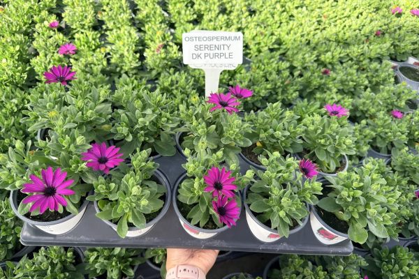 1001ANN OSTEOSPERMUM SERENITY DARK PURPLE 1001ANN OSTEOSPERMUM SERENITY DARK PURPLE