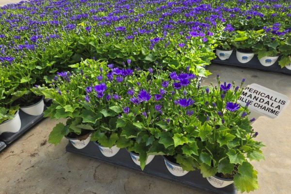 1001ANN PERICALLIS BLUE CHARME 1001ANN LOBELIA BLUE DELFT