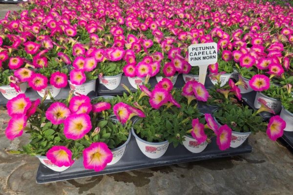 1001ANN PETUNIA CAPELLA PINK MORN 1001ANN PETUNIA CAPELLA PINK MORN