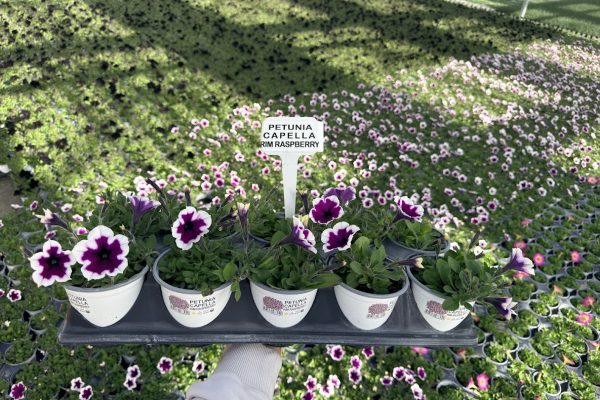 1001ANN PETUNIA CAPELLA RIM RASPBERRY 1001ANN PETUNIA CAPELLA RIM RASPBERRY