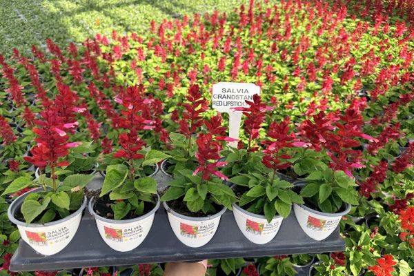 1001ANN SALVIA GRANDSTAND RED LIPSTICK 1001ANN SALVIA GRANDSTAND RED LIPSTICK