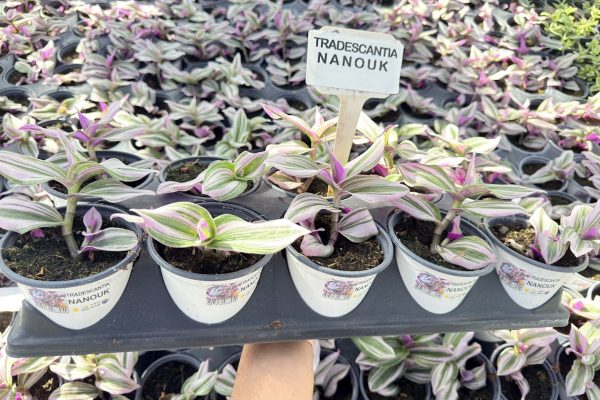 1001ANN TRADESCANTIA NANOUK 1001ANN TRADESCANTIA NANOUK