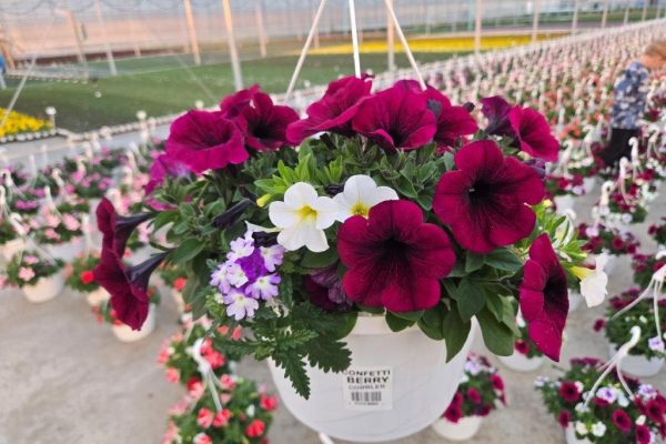 10BKST BERRY COBBLER 10BKST BERRY COBBLER