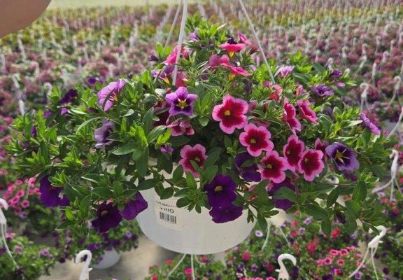 10BKST CALI TRIO 10BKST CALI TRIO