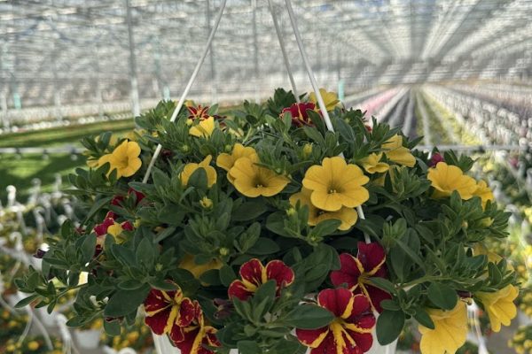 10BKST CALIBRACHOA DUO 10BKST CALIBRACHOA DUO