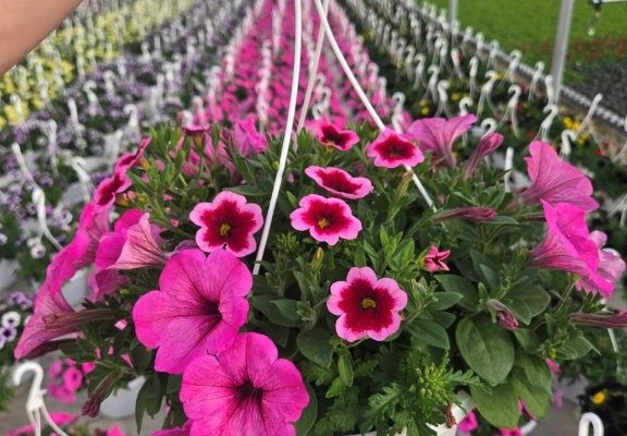 10BKST CHERRY BLING 10BKST CHERRY BLING