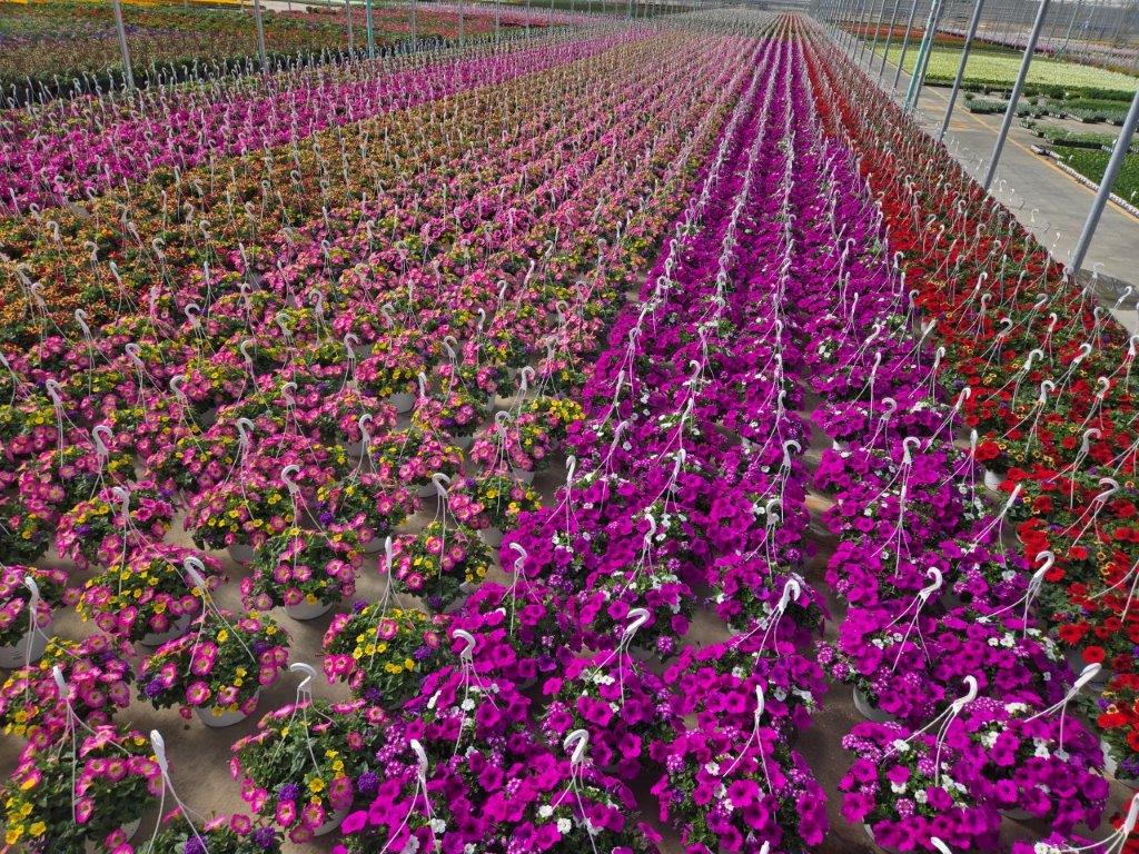 10BKST DURABELLA CROP PIC