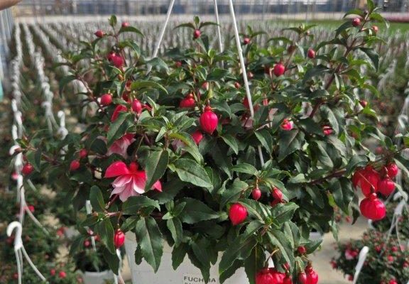 10BKST FUCHSIA ARABESQUE 10BKST FUCHSIA ARABESQUE