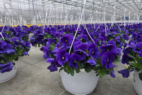 10BKST PANSY TOP WAVE BLUE BLOTCH (2) 10BKST PANSY TOP WAVE BLUE BLOTCH