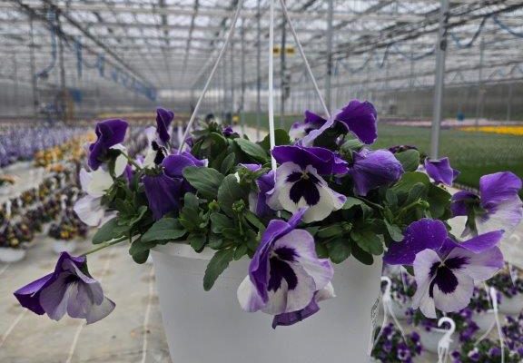 10BKST PANSY TOP WAVE PURPLE AND WHITE 10BKST PANSY TOP WAVE PURPLE AND WHITE