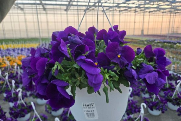 10BKST PANSY TOP WAVE VIOLET