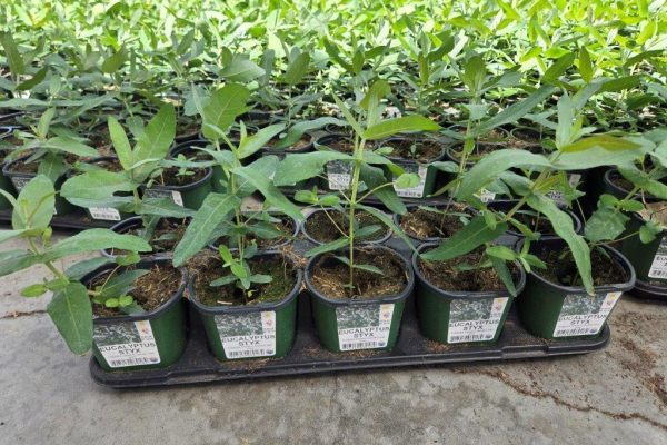 10STD EUCALYPTUS STYX 10STD EUCALYPTUS STYX