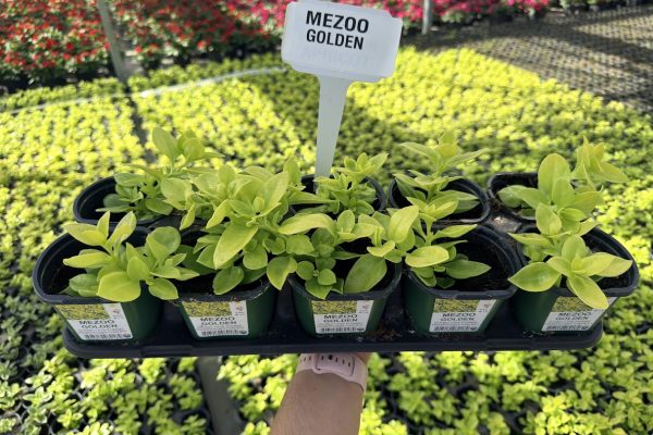 10STDACC MEZOO GOLDEN 10STDACC MEZOO GOLDEN