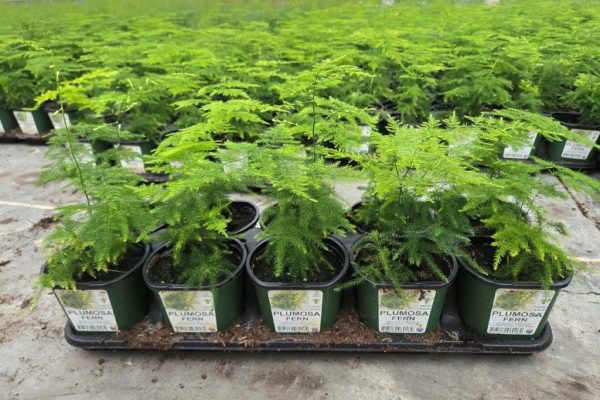10STDACC PLUMOSA FERN 10STDACC PLUMOSA FERN