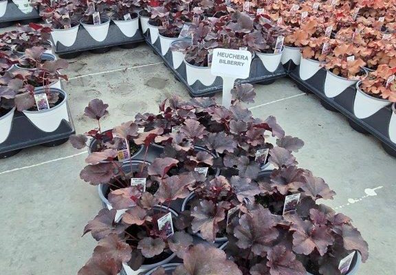 1201PER HEUCHERA BILBERRY 1201PER HEUCHERA BILBERRY
