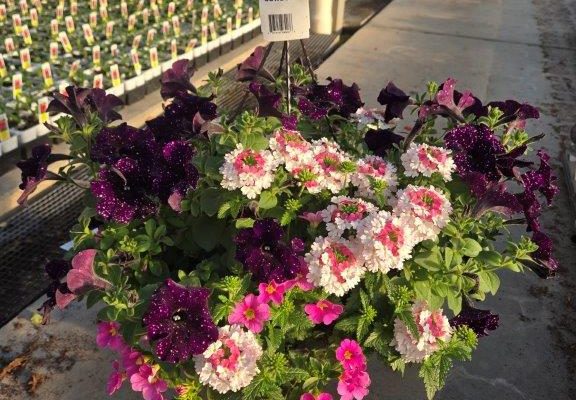 12BKST COWBOY (2) 12BKST COWBOY