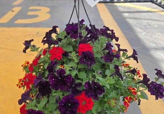 12BKST COWBOY 12BKST COWBOY