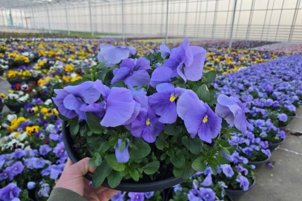 12BOWL PANSY BLUE