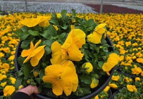 12BOWL PANSY YELLOW 12BOWL PANSY YELLOW