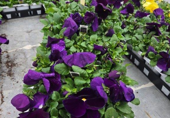 306ANN PANSY PURPLE 306ANN PANSY PURPLE