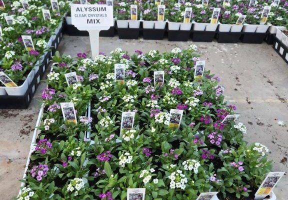 606ANN ALYSSUM CLEAR CRYSTALS MIX