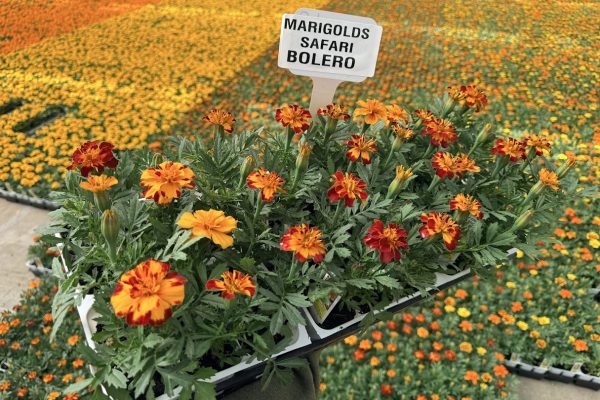 606ANN MARIGOLD SAFARI BOLERO 606ANN MARIGOLD SAFARI BOLERO