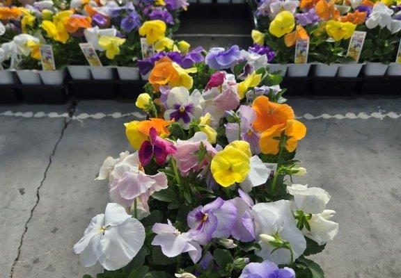 606ANN PANSY WATERCOLORS 606ANN PANSY WATERCOLORS