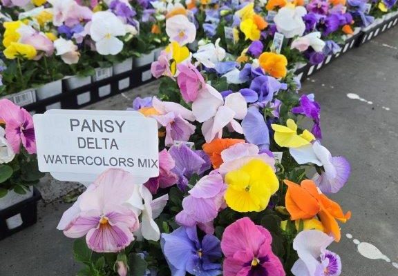 606ANN PANSY WATERCOLORS MIX