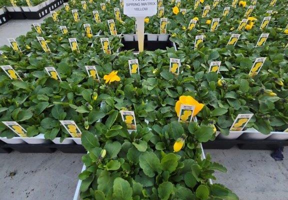 606ANN PANSY YELLOW CROP 2 606ANN PANSY YELLOW CROP 2