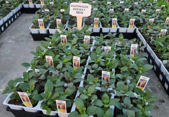 606ANN SNAPDRAGON ROCKET MIX