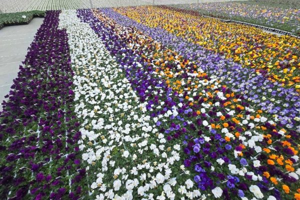 606ANN VIOLAS CROP 2 606ANN VIOLAS CROP 2