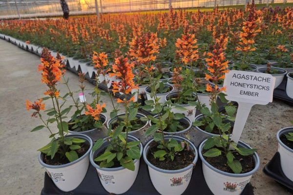 801PER AGASTACHE HONEYSTICKS EMBER (2) 801PER AGASTACHE HONEYSTICKS EMBER