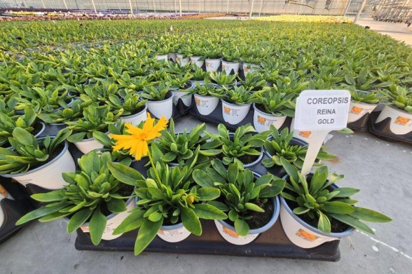 801PER COREOPSIS REINA GOLD (2) 801PER COREOPSIS REINA GOLD