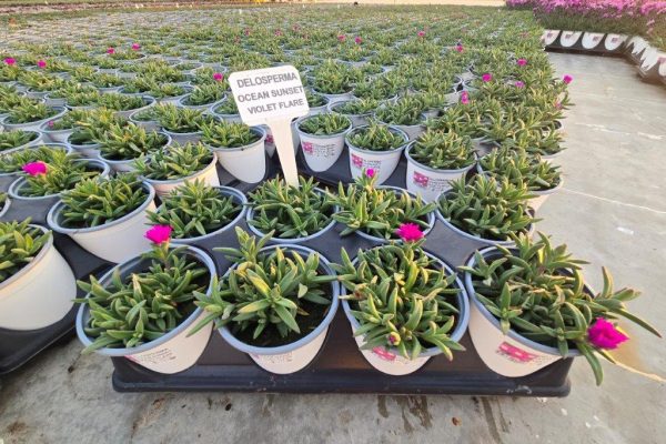 801PER DELOSPERMA VIOLET FLAME 801PER DELOSPERMA VIOLET FLAME