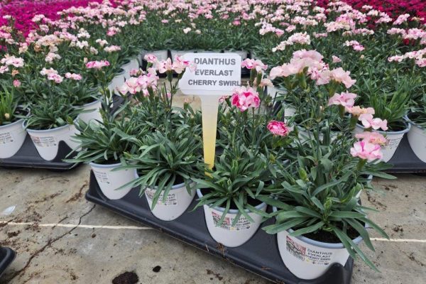 801PER DIANTHUS CHERRY SWIRL 801PER DIANTHUS CHERRY SWIRL