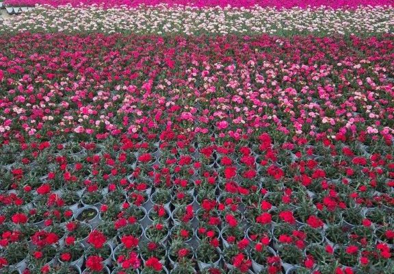 801PER DIANTHUS CROP